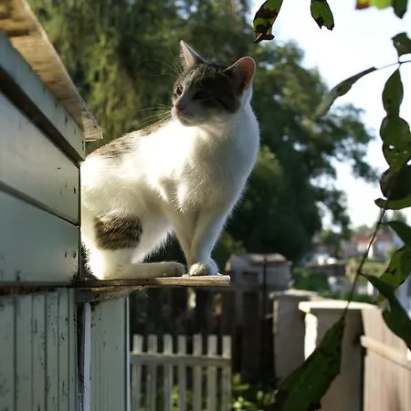 Letná Affittacamere